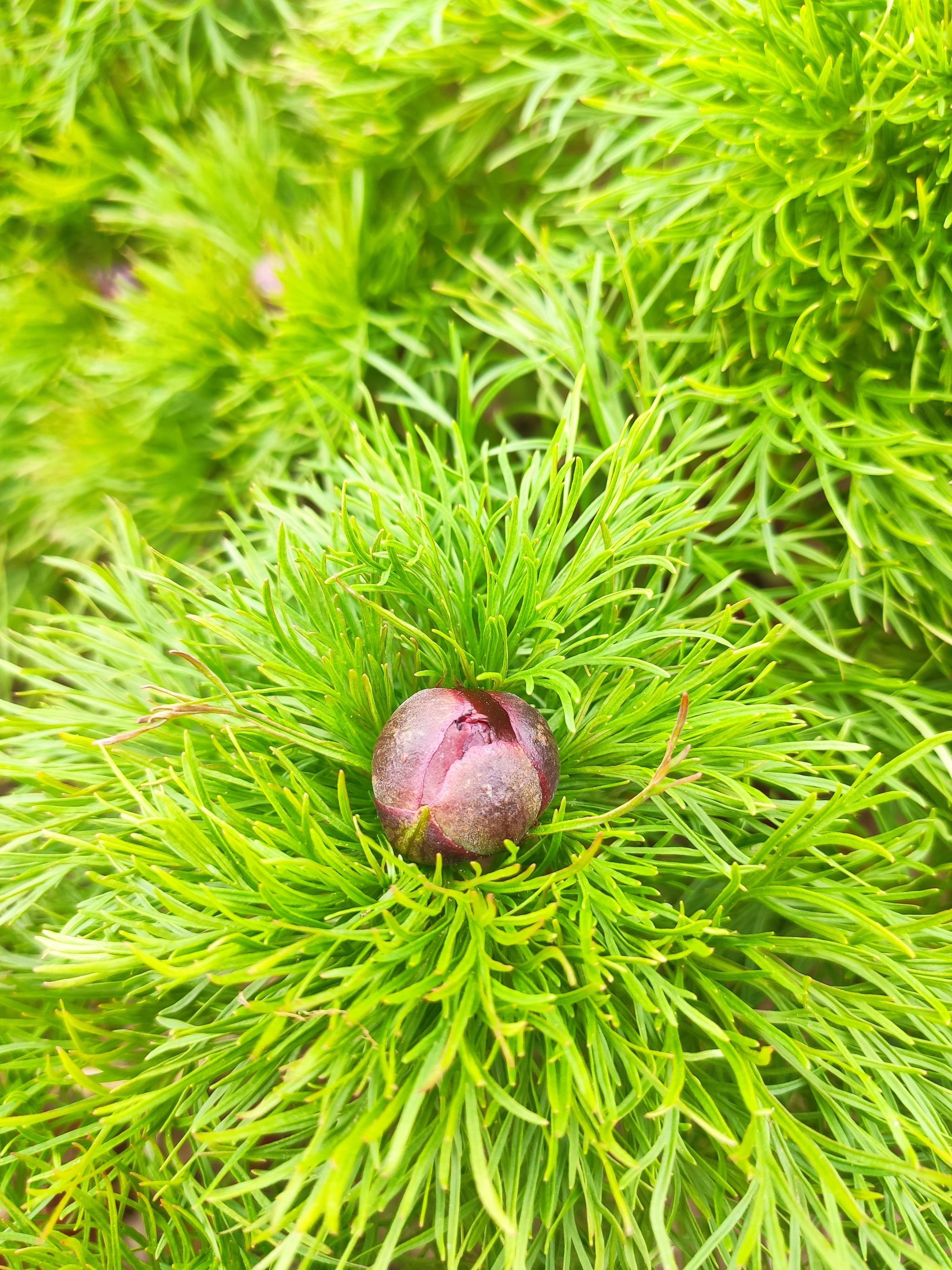 Have spring and good luck to everyone - My, Flowers, Spring, Dacha, Nature, Longpost, The photo