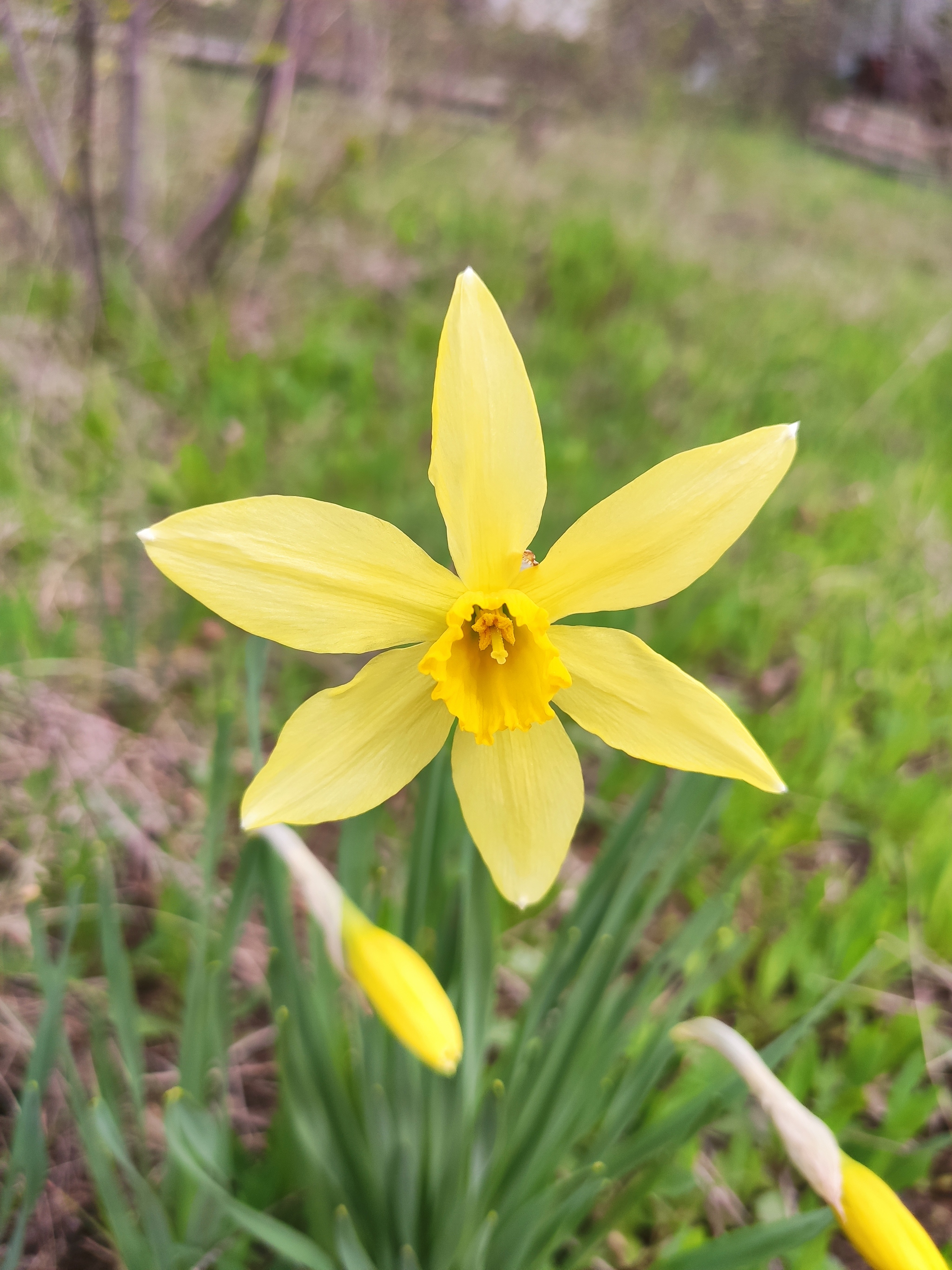 Have spring and good luck to everyone - My, Flowers, Spring, Dacha, Nature, Longpost, The photo