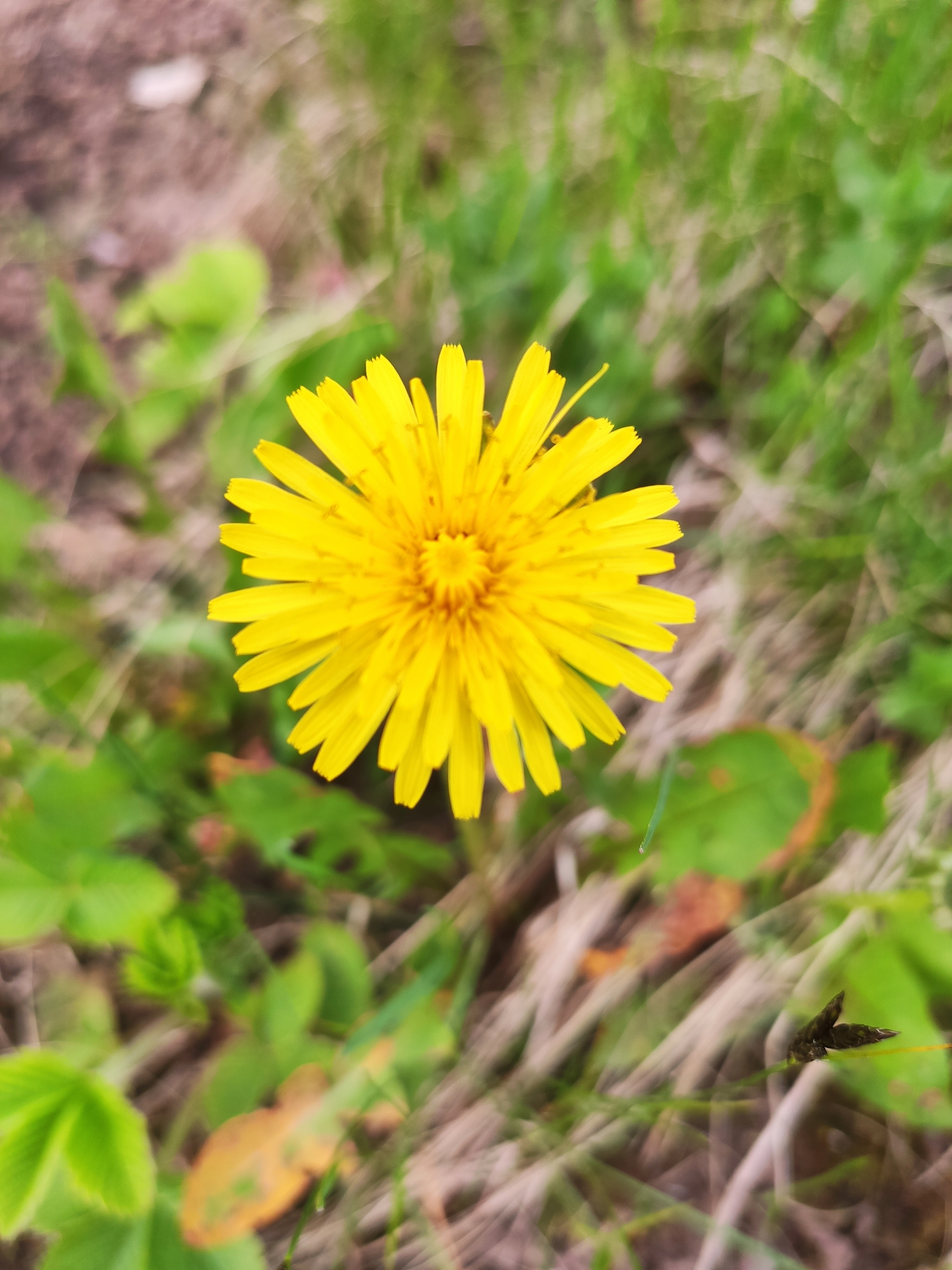 Have spring and good luck to everyone - My, Flowers, Spring, Dacha, Nature, Longpost, The photo