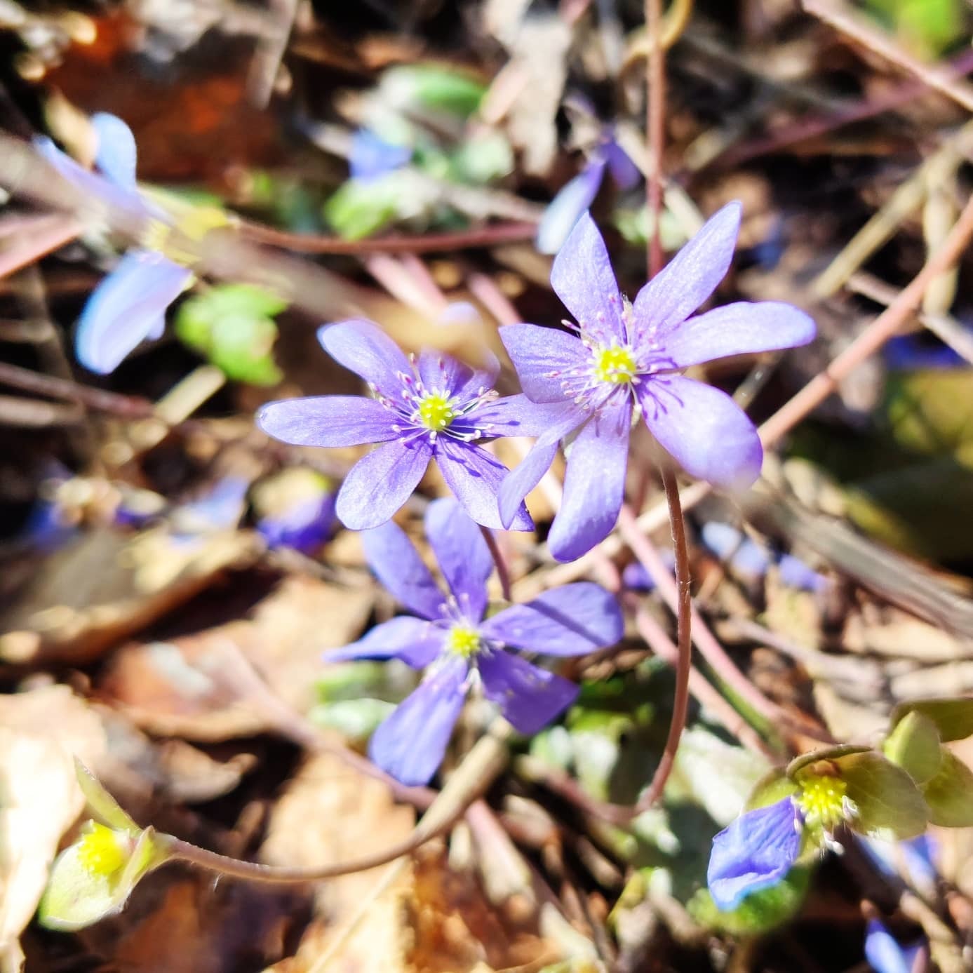 Spring is coming - My, Spring, Flowers, crocuses, Longpost, The photo