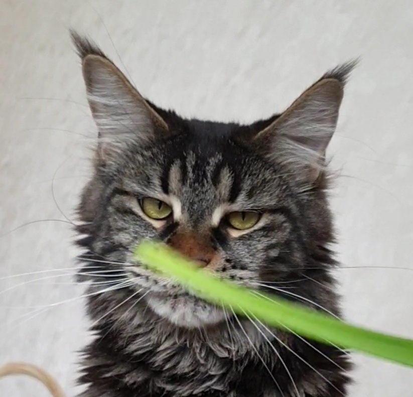 Seedling tasting - My, cat, Maine Coon, Longpost