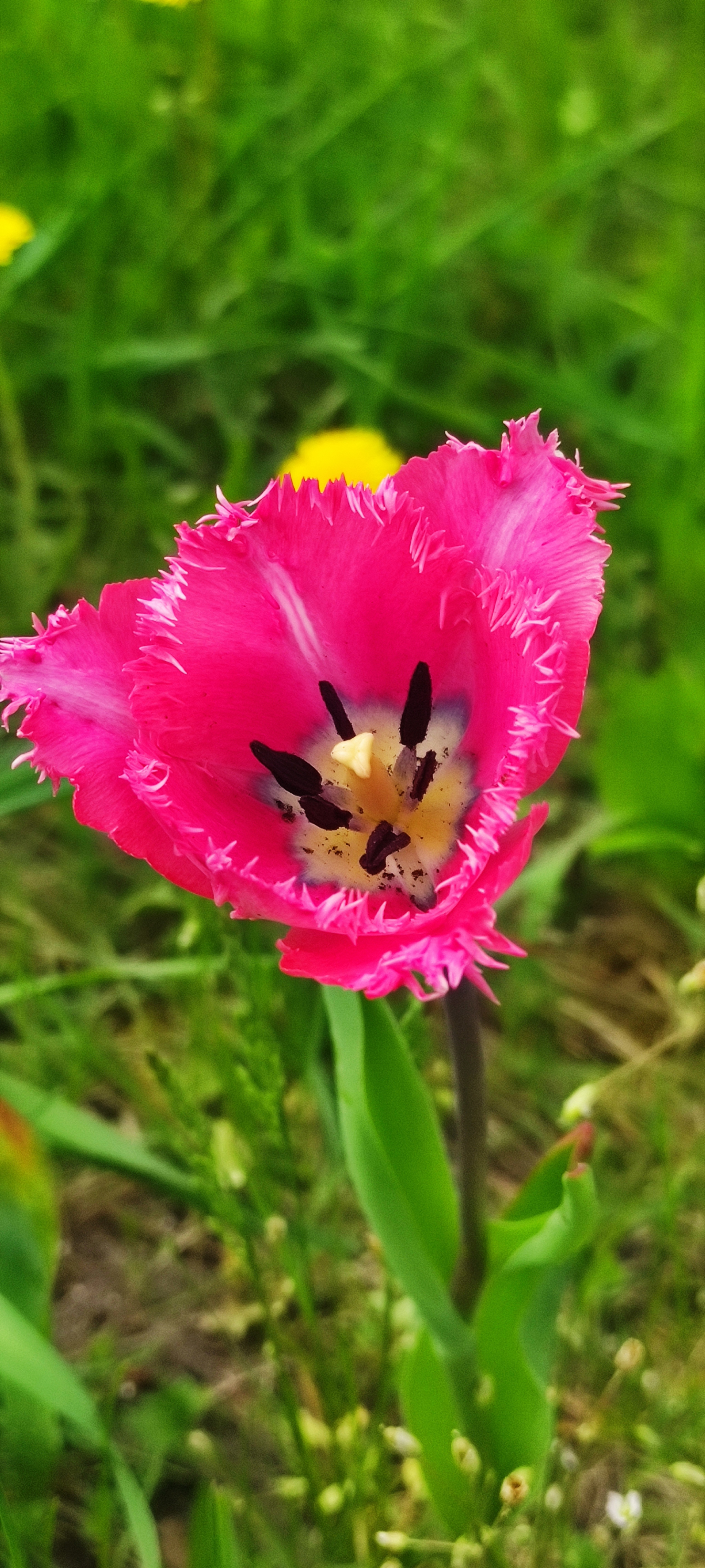 Spring in my father's garden - My, The photo, Longpost, Nature, Bees