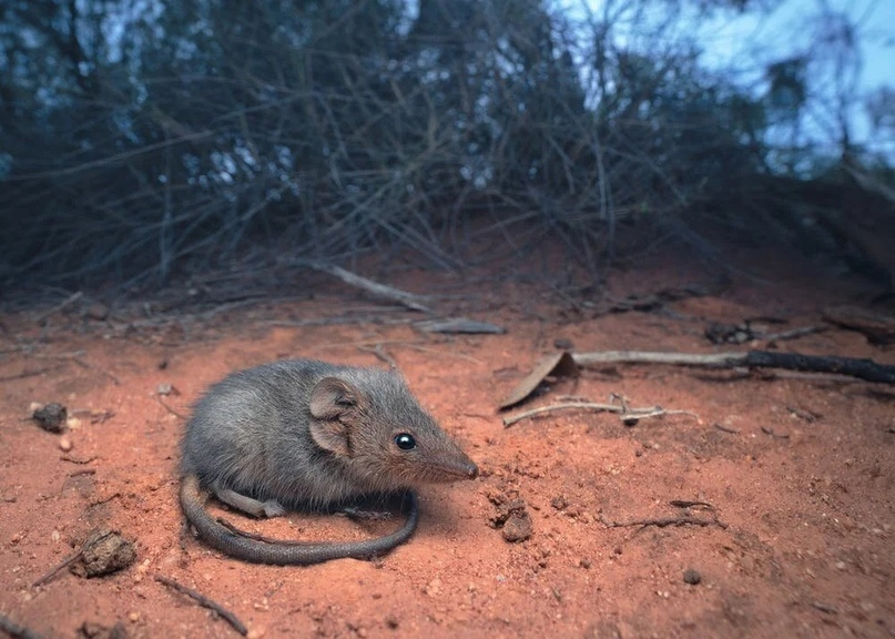 Hide and seek and night serenades: how the phases of the moon affect animals - My, Translation, Animals, Wild animals, moon, Nature, Zoology, Longpost