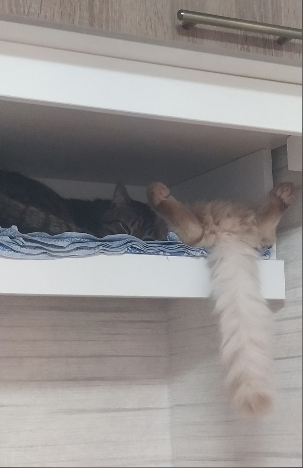 Reply to the post “Cat on the closet” - My, cat, Animals, Reply to post