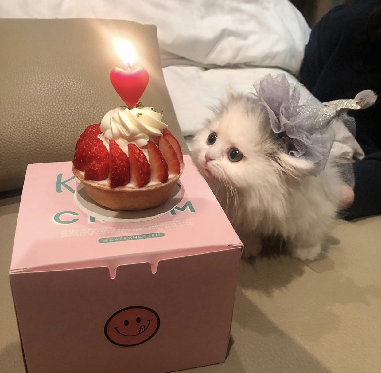 Concentrated cuteness - cat, Kittens, Cake, Milota