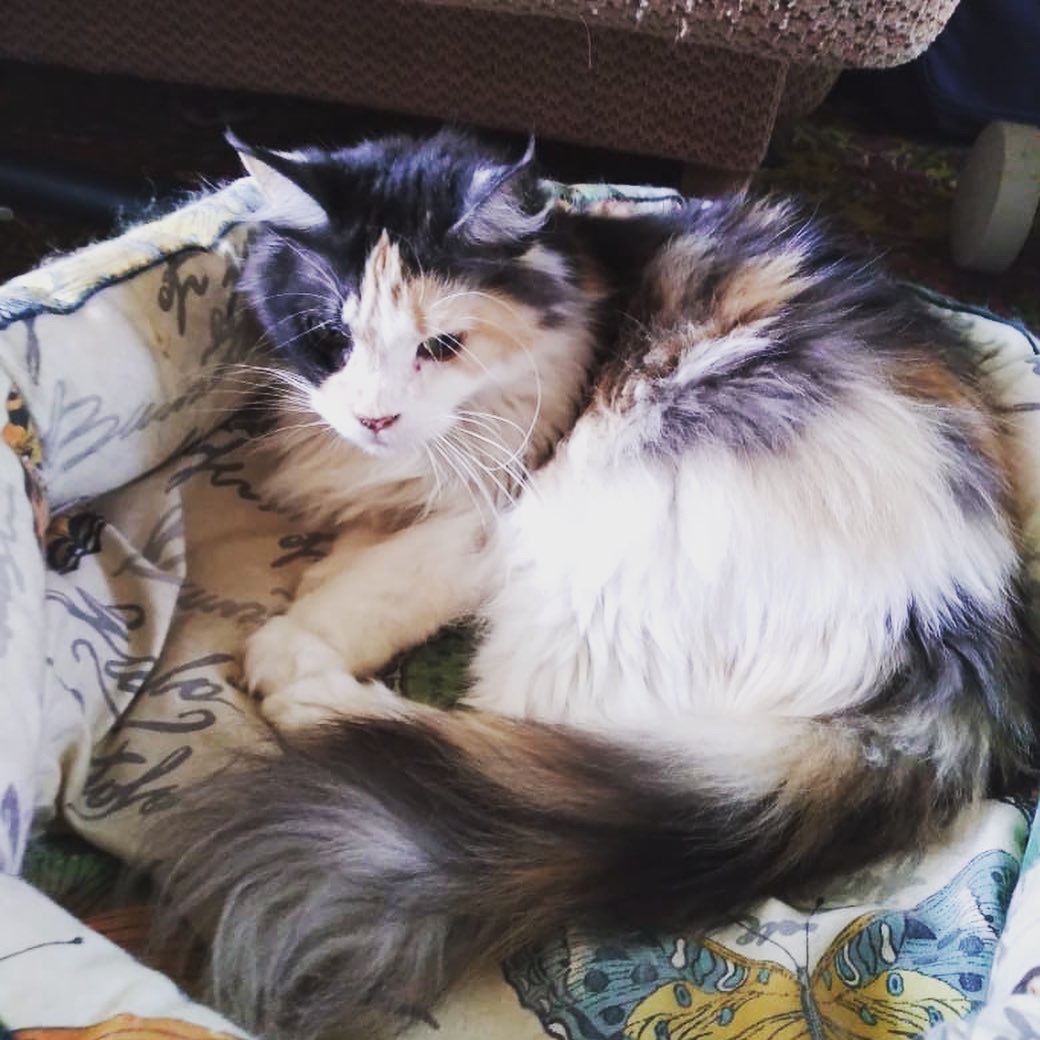 Reply to the post “Greetings from home from our Kunyasha. We took him to a doctor's appointment (everything was fine) and took him to a new home. Thank you very much everyone - My, cat, House, Animal Rescue, Found a home, Maine Coon, Kindness, Good deeds, Pets, Homeless animals, Happy End, Pets, Reply to post, Longpost