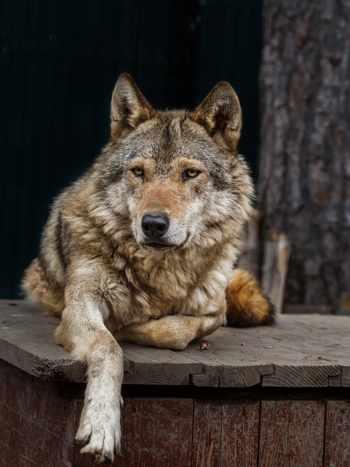 Взгляд волка | Пикабу