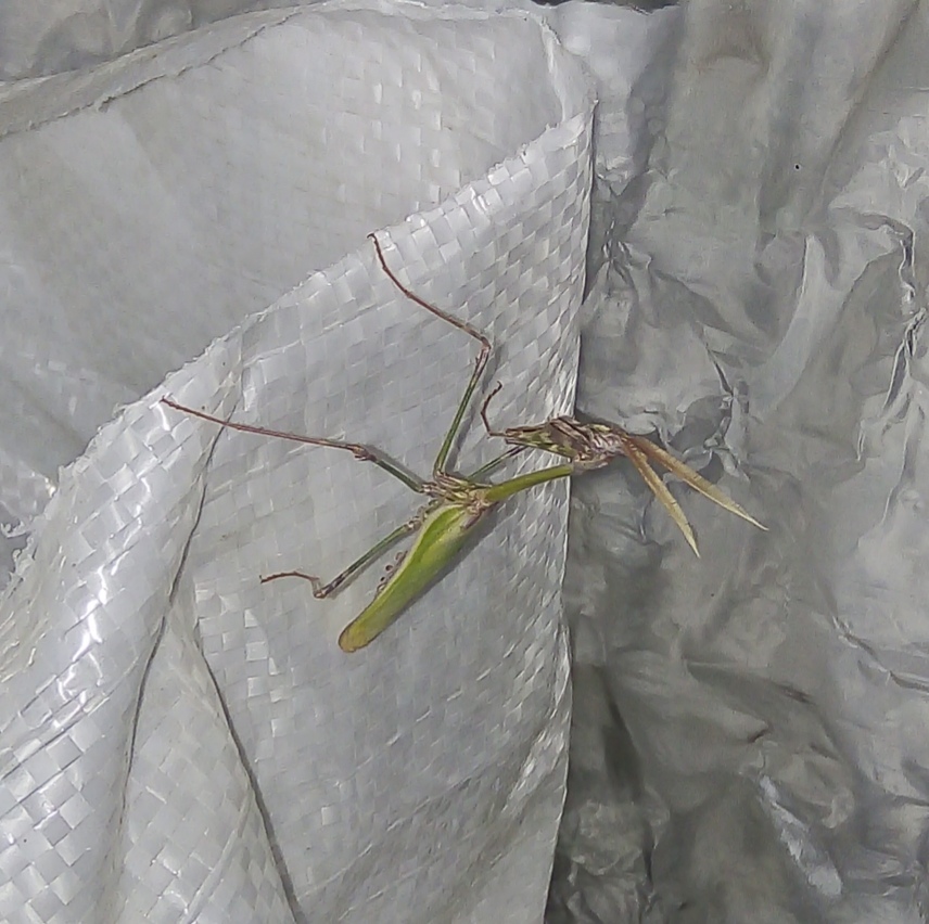 What kind of animal is this? - My, Unknown, Insects, What's this?