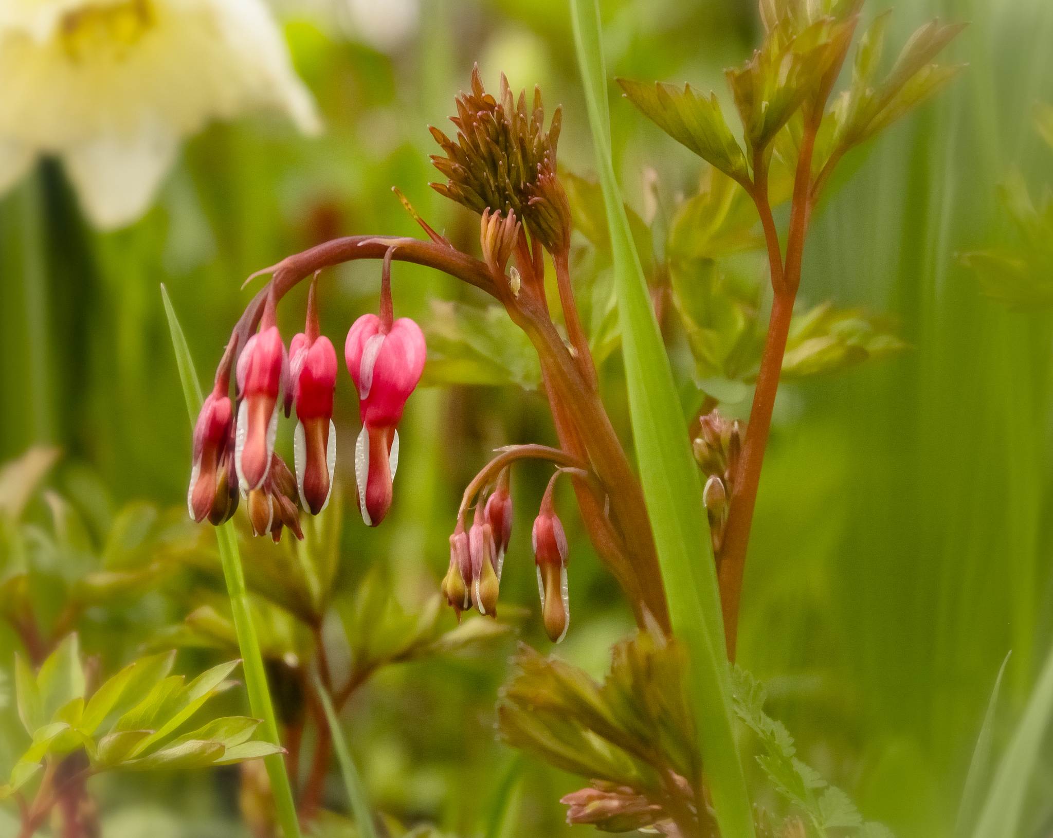 Spring flowers - My, Nature, Flowers, Spring