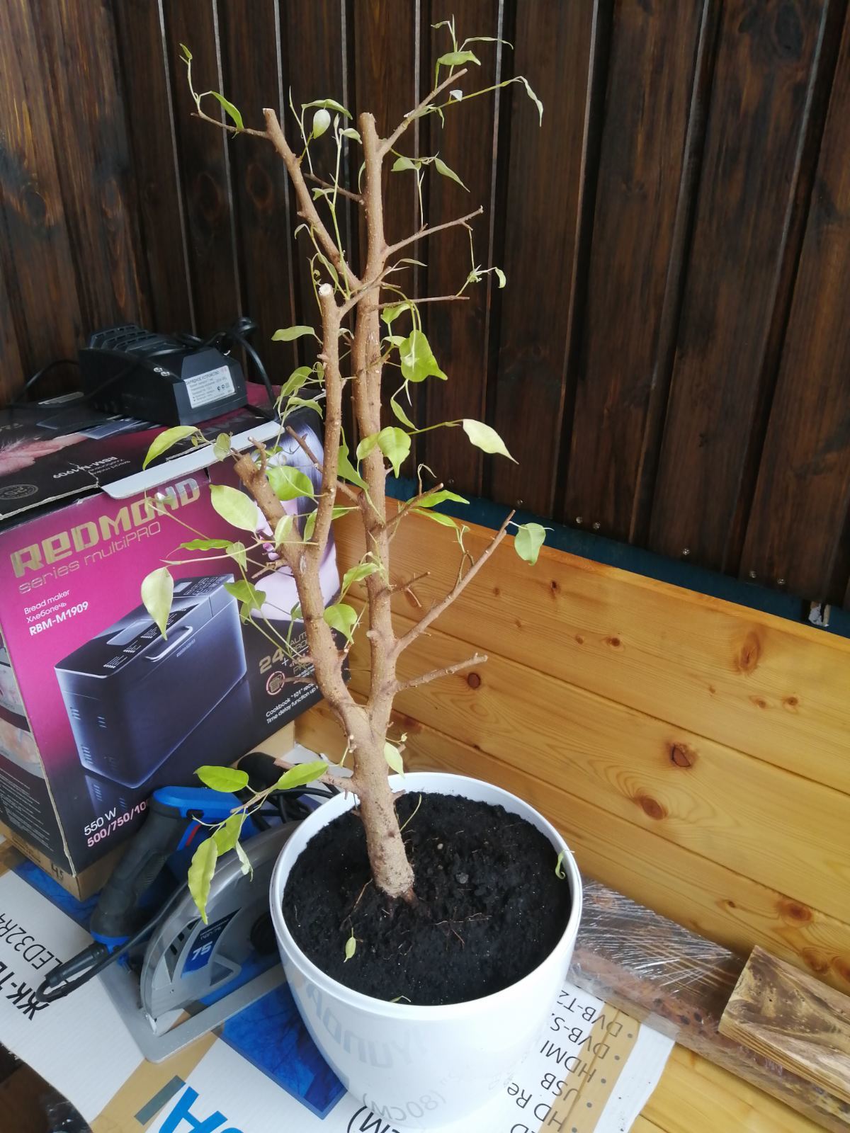 What kind of plant is this? - My, Plants, Biology, Longpost