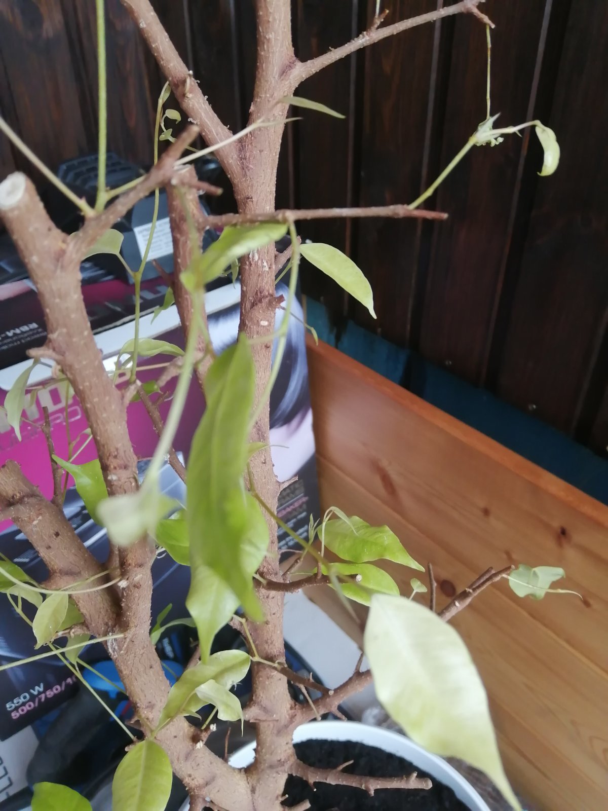 What kind of plant is this? - My, Plants, Biology, Longpost