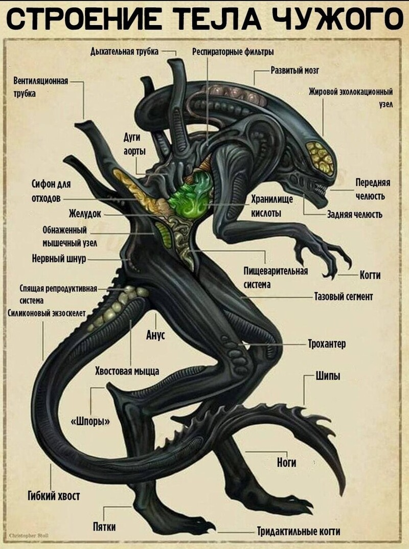 Схемы, чертежи и анатомические карты тех, кого мы никогда не увидим - Рисунок, Арт, Фантастика, Длиннопост, Чужие фильм, Star Wars, Схема, Чертеж, Анатомия, Строение