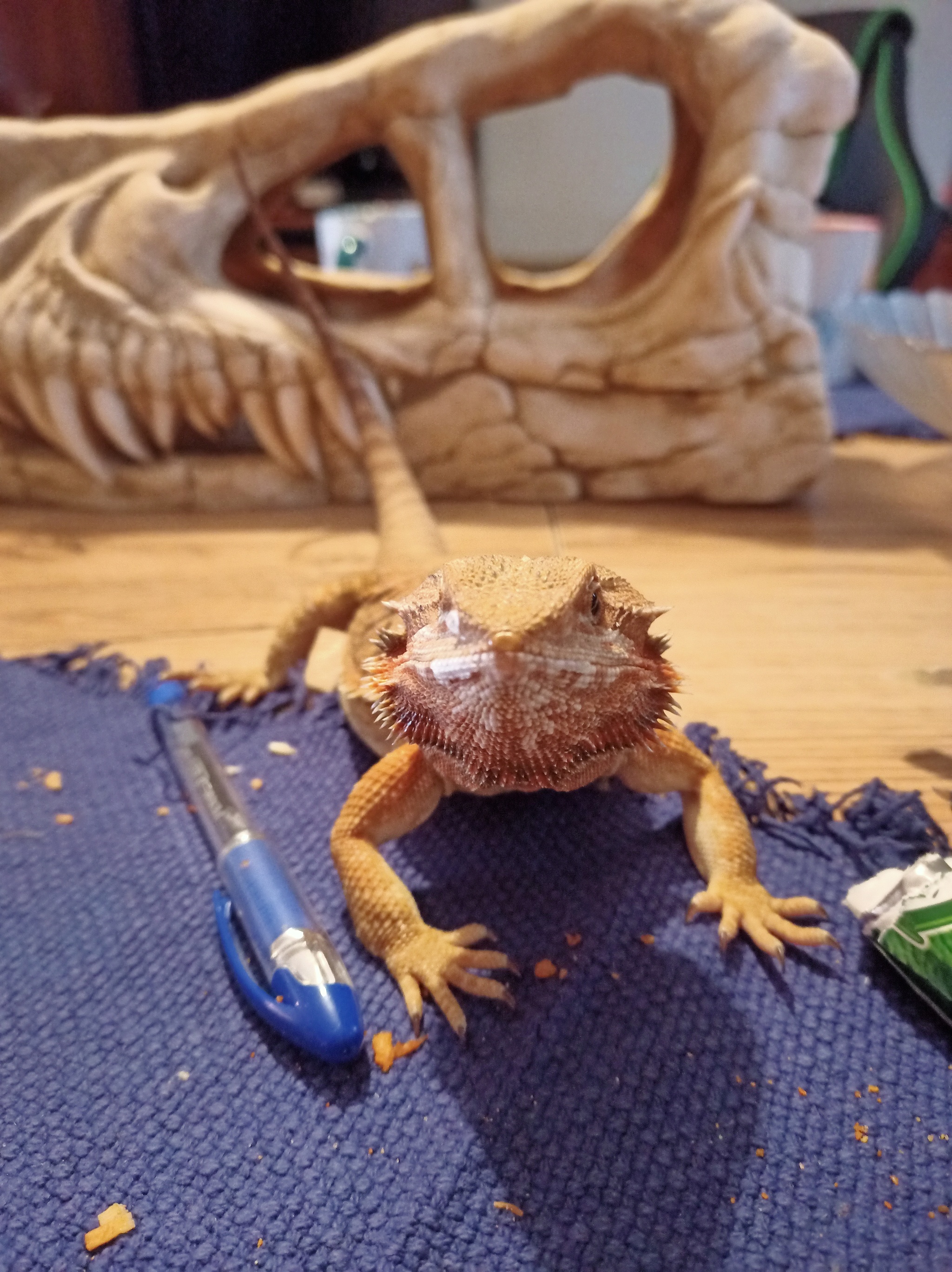 From the Life of Cassie Part 5 - My, Agama, Bearded dragon, Pets, Lizard, Longpost