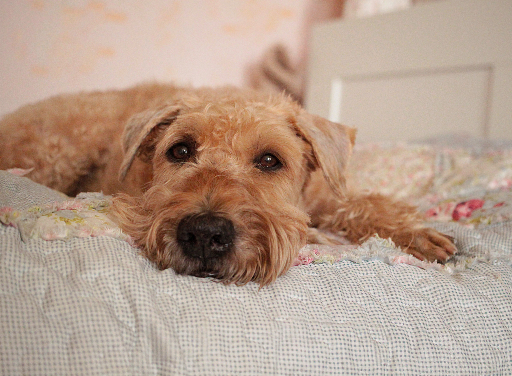 When the whole feed is full of yawning cats - My, Dog, The photo, Longpost, Yawn, Irish Terrier