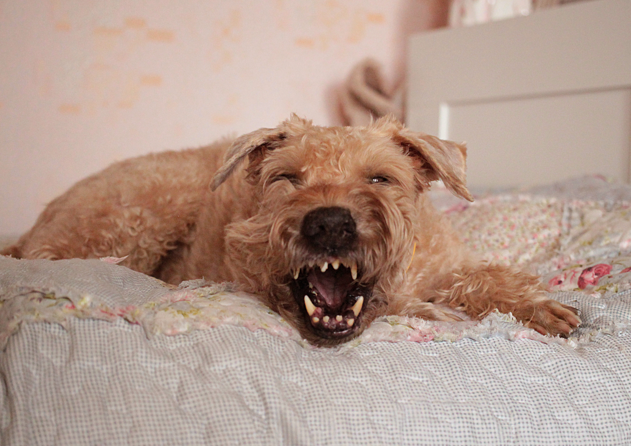 When the whole feed is full of yawning cats - My, Dog, The photo, Longpost, Yawn, Irish Terrier