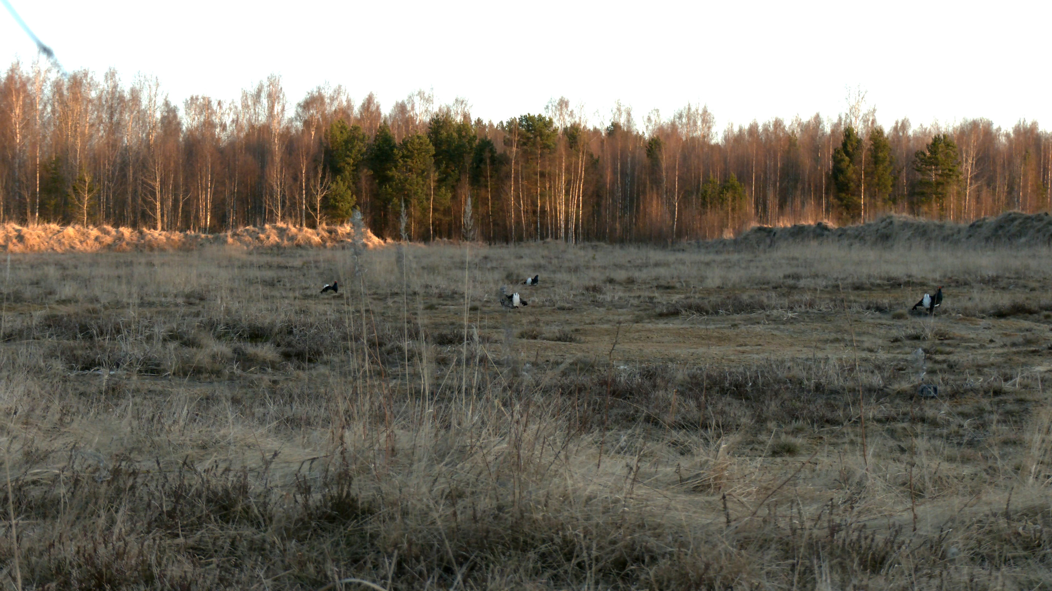 Near St. Petersburg, black grouse actively continue their lineage - My, Blackcock, Birds, Spring, wildlife, The nature of Russia, Each creature has a pair, Longpost