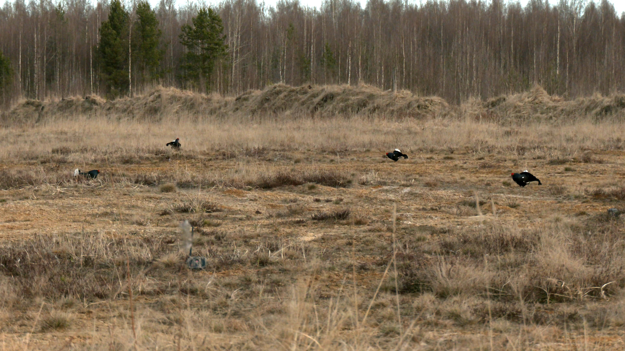 Near St. Petersburg, black grouse actively continue their lineage - My, Blackcock, Birds, Spring, wildlife, The nature of Russia, Each creature has a pair, Longpost