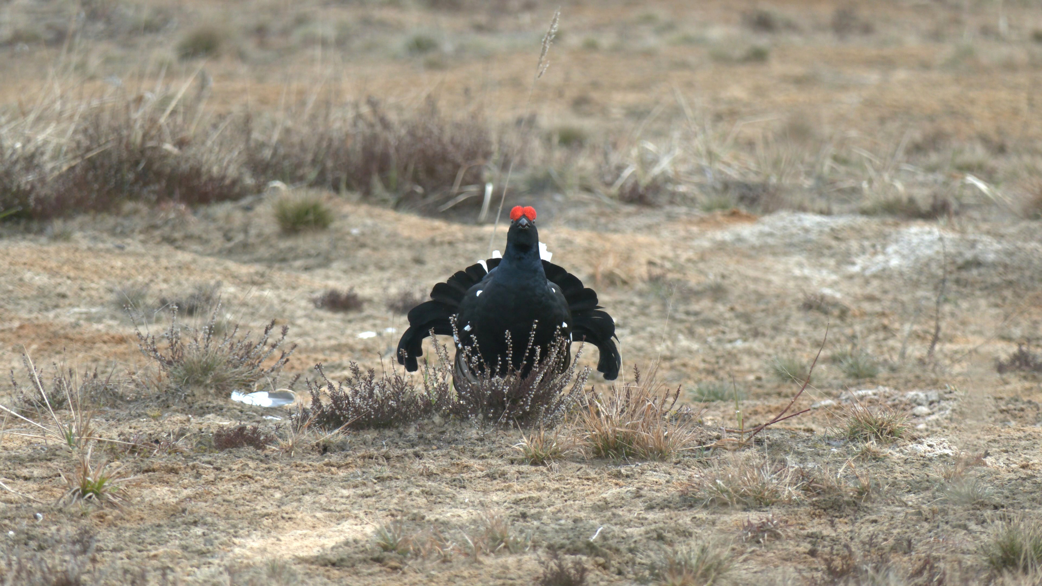 Near St. Petersburg, black grouse actively continue their lineage - My, Blackcock, Birds, Spring, wildlife, The nature of Russia, Each creature has a pair, Longpost