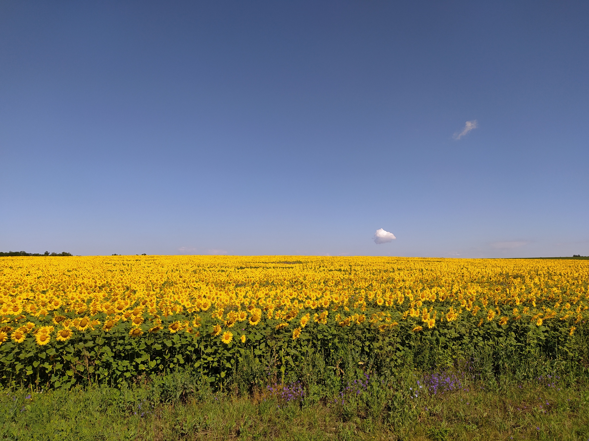 Sunflowers in a ribbon - My, Sunflower, Field, Summer, The photo, Mobile photography, Landscape