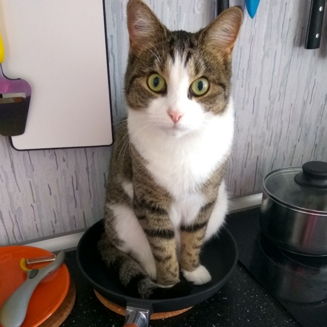 Кот в сковороде