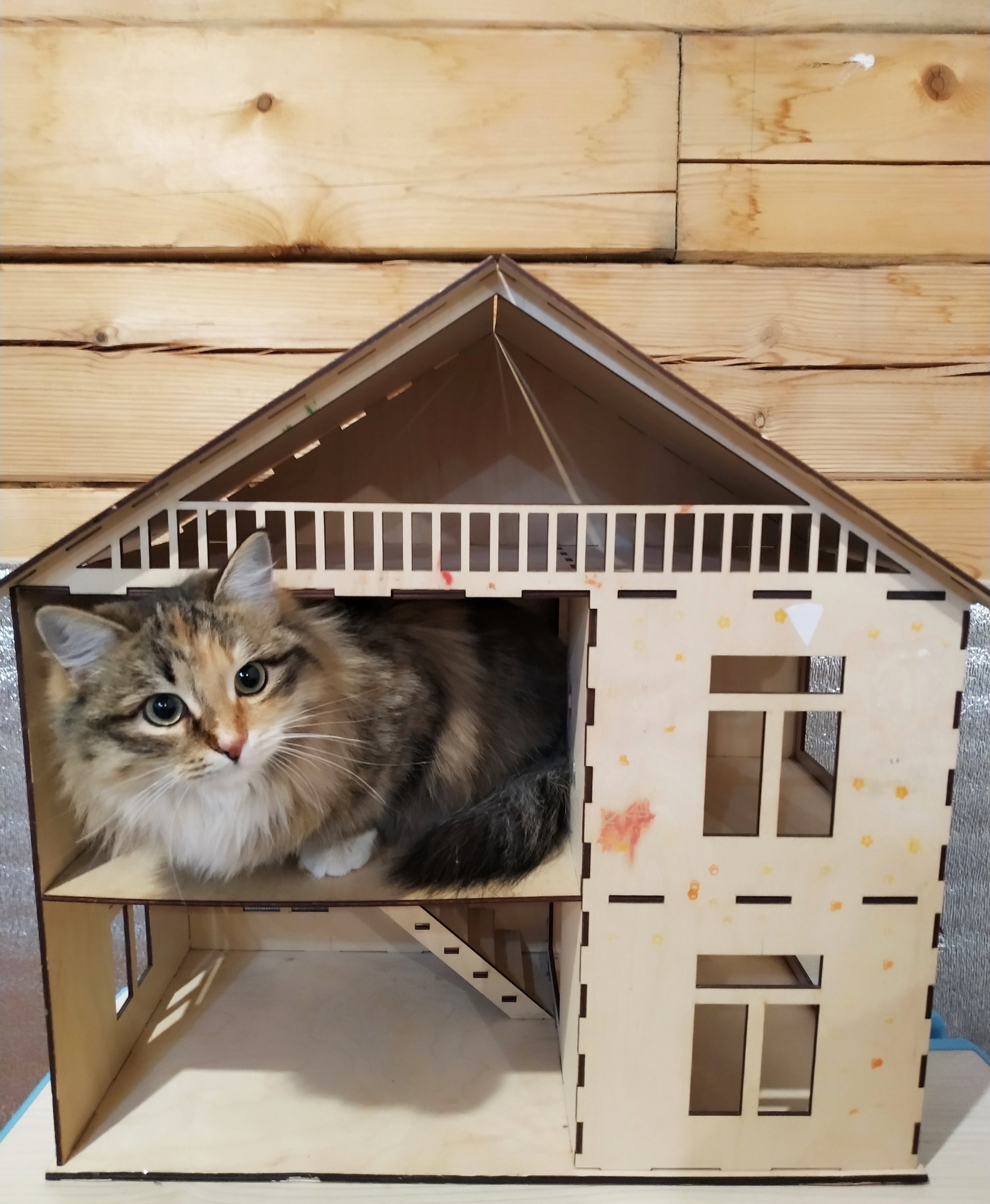 cat house - My, Tricolor cat, cat, Milota, The photo, Pet house