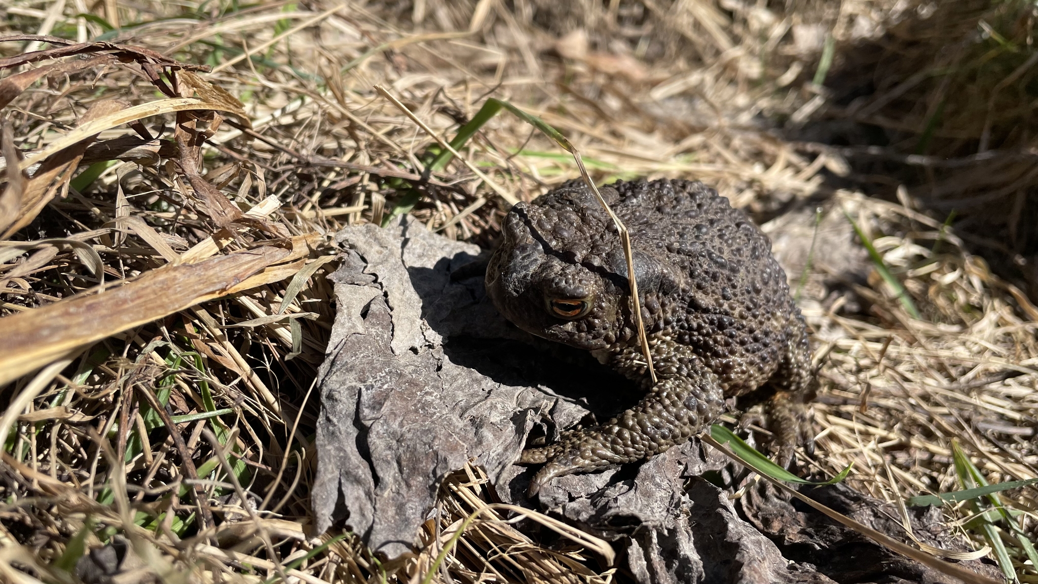 Meeting in the May forest - 