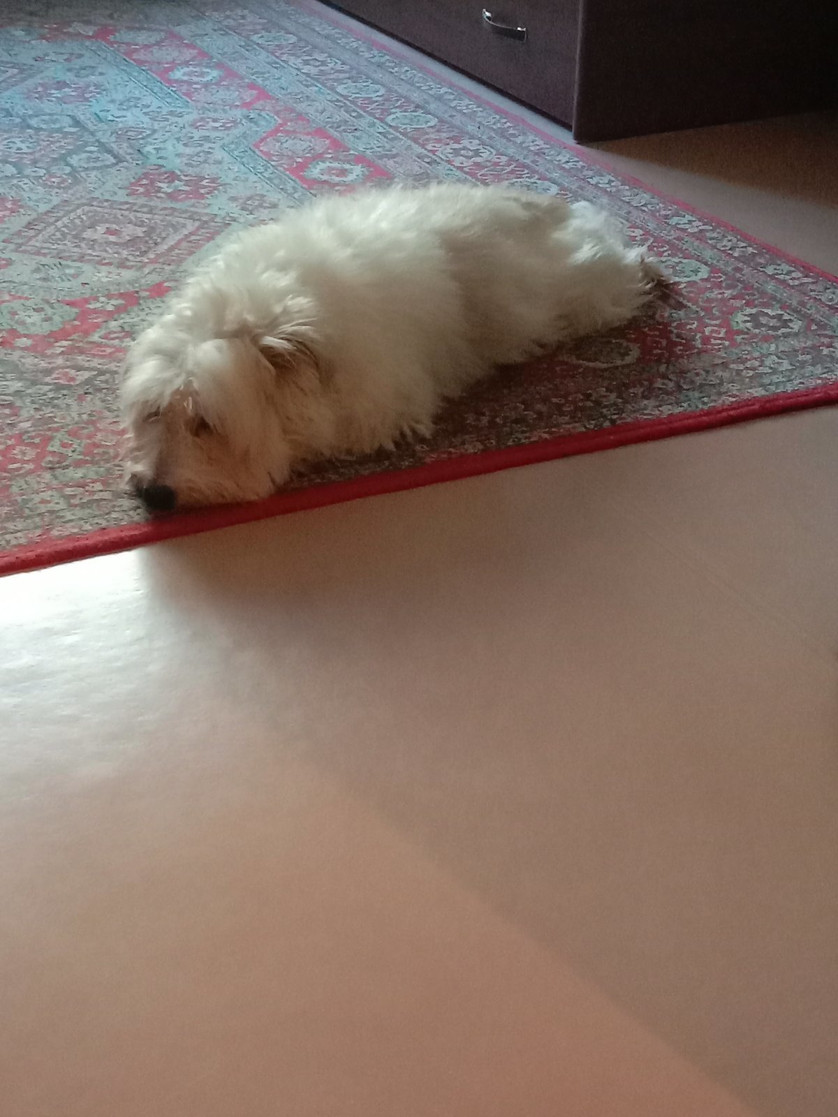 Dog larva - My, Dog, Maltese, Larva, Fluffy, Pets