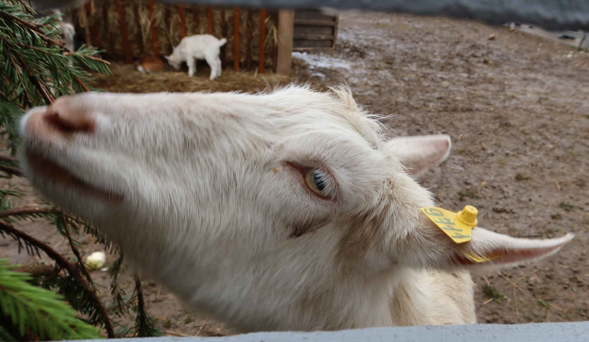 Evil goat Merkel - My, Pets, Moscow region, Longpost, Birds