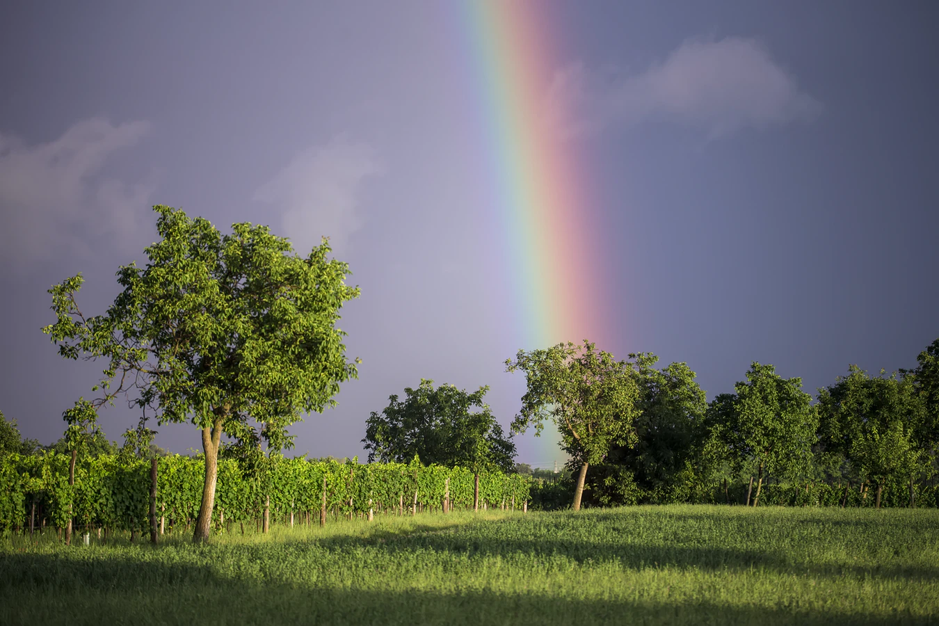 Rainbow - Радуга, Фотография