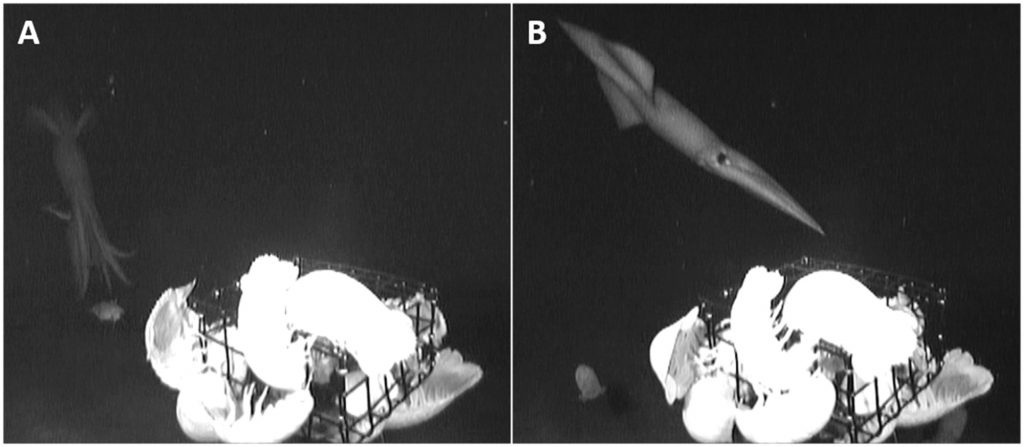 Биологи получили редкие кадры гигантских глубоководных кальмаров - Моё, Наука, Биология, Кальмар, Факты, Исследования, Гифка, Длиннопост