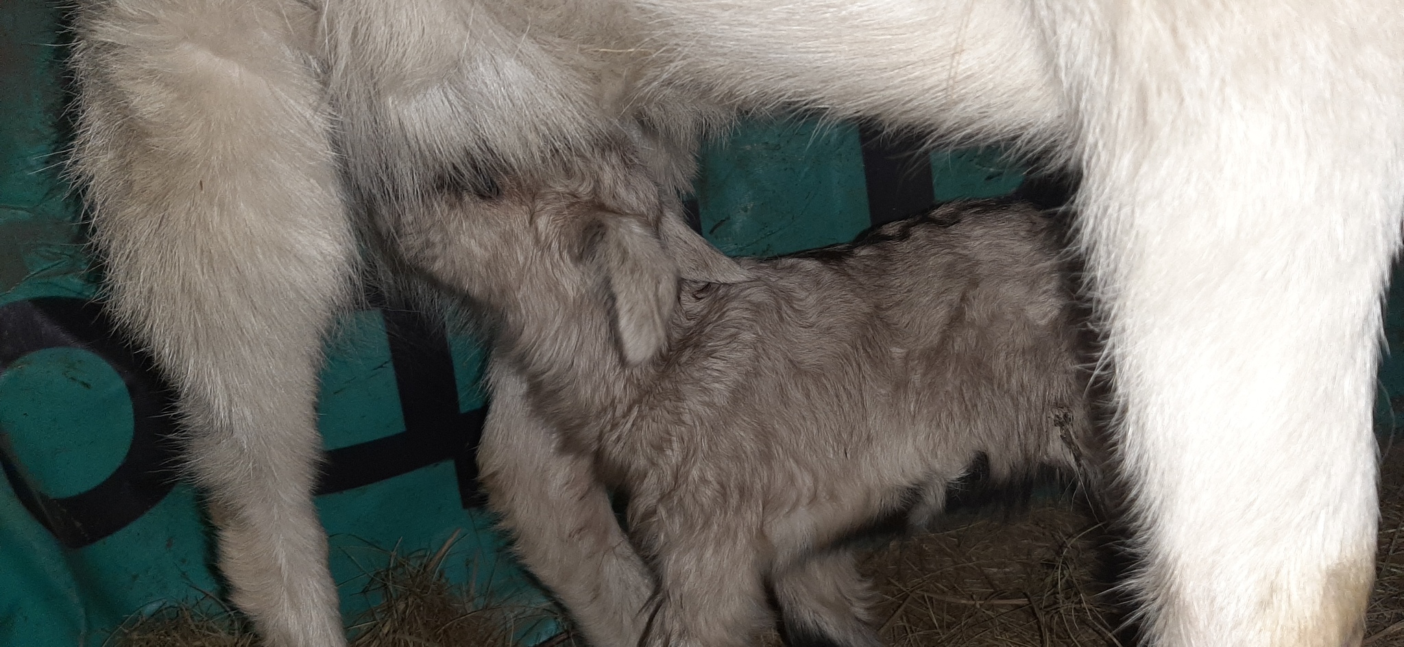 Goat tenderness - My, Goat, Kid, Сельское хозяйство, Longpost, The photo