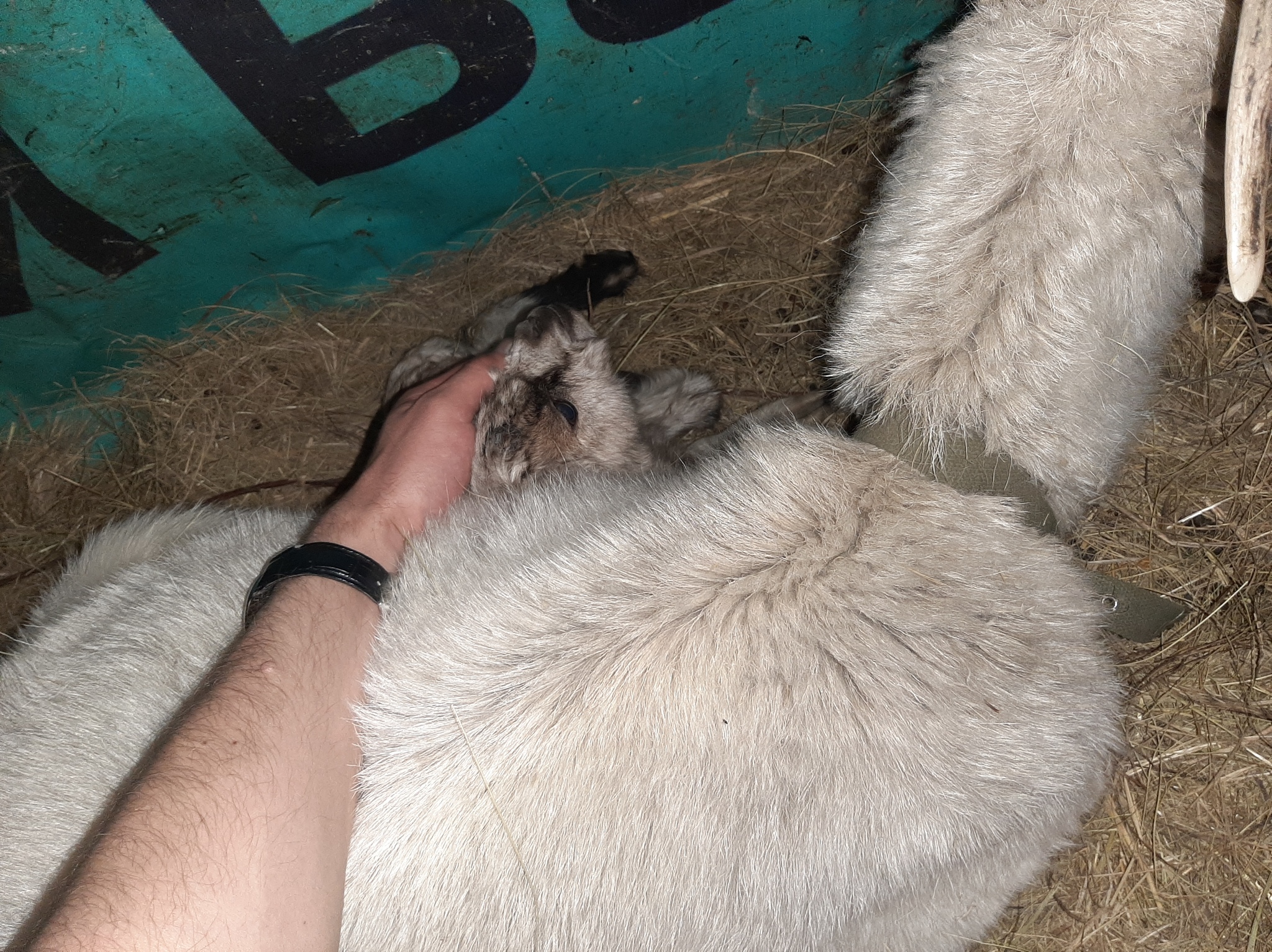 Goat tenderness - My, Goat, Kid, Сельское хозяйство, Longpost, The photo