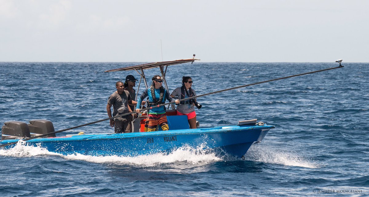 CETI project - decoding the “language” of sperm whales - The science, Decryption, Sperm whale, Ecology, Machine learning, Longpost