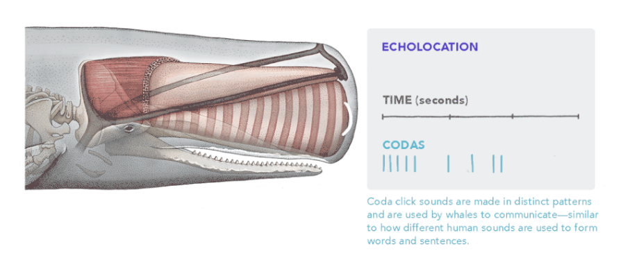 CETI project - decoding the “language” of sperm whales - The science, Decryption, Sperm whale, Ecology, Machine learning, Longpost