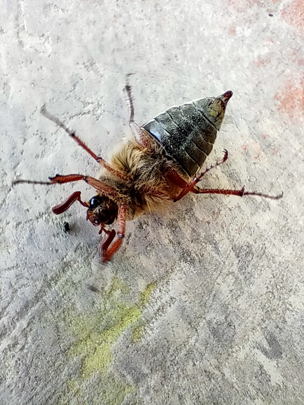 Hello! I'm a May beetle)) - My, Жуки, Macro photography, Longpost