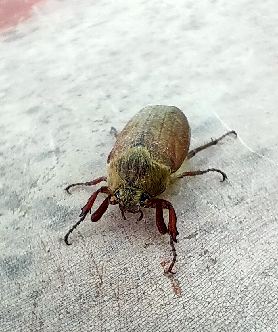 Hello! I'm a May beetle)) - My, Жуки, Macro photography, Longpost