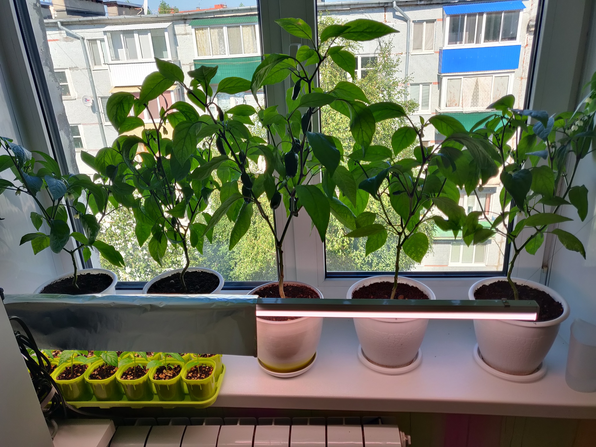 Year two. Dependence on pepper farming is progressing - My, Pepper farming, Carolinian Reaper, Habanero, Jalapeno, Longpost