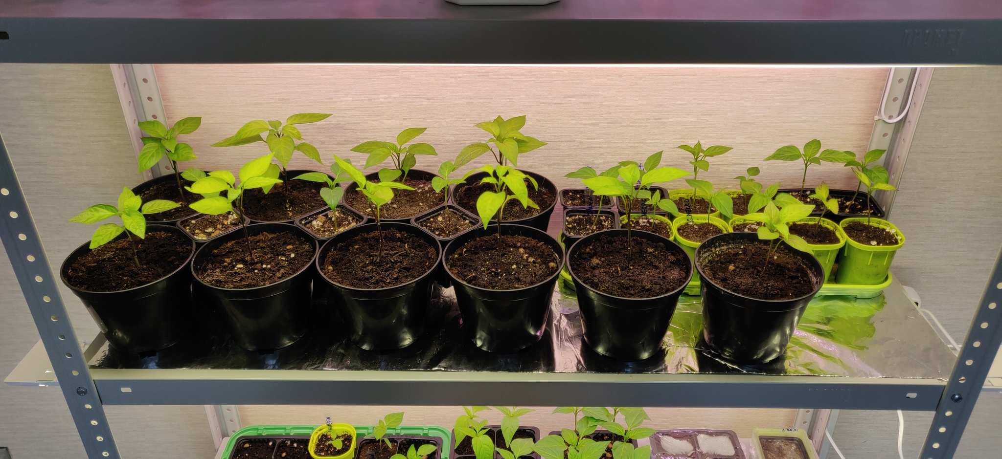 Year two. Dependence on pepper farming is progressing - My, Pepper farming, Carolinian Reaper, Habanero, Jalapeno, Longpost