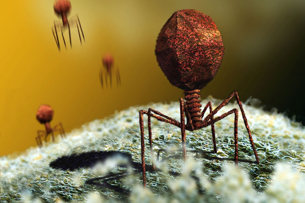 The Z genome may be more common among bacteriophages than previously thought - My, Translation, Bacteria, Biology, Microbiology, Genetics