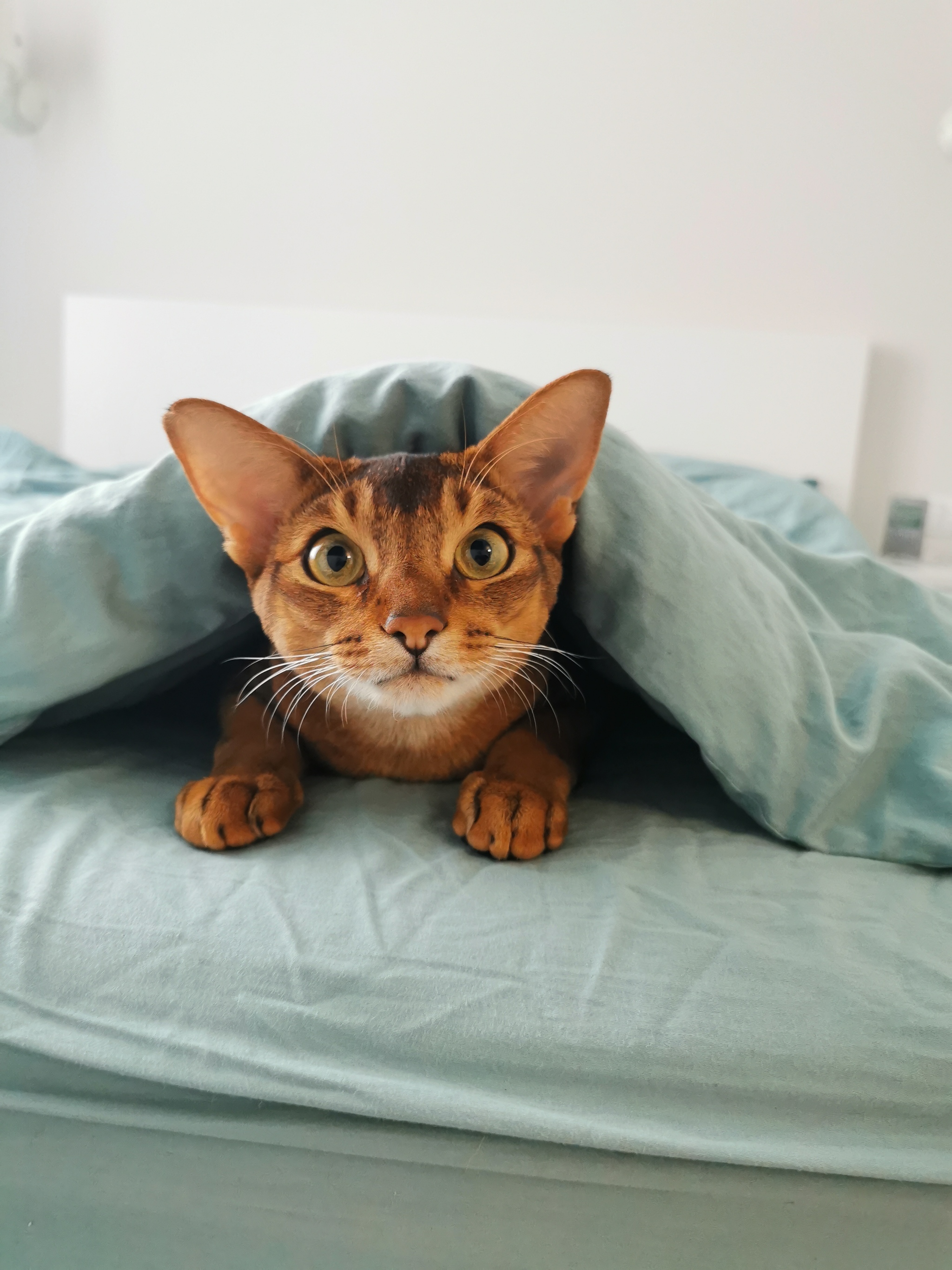 Hello) - Abyssinian cat, cat