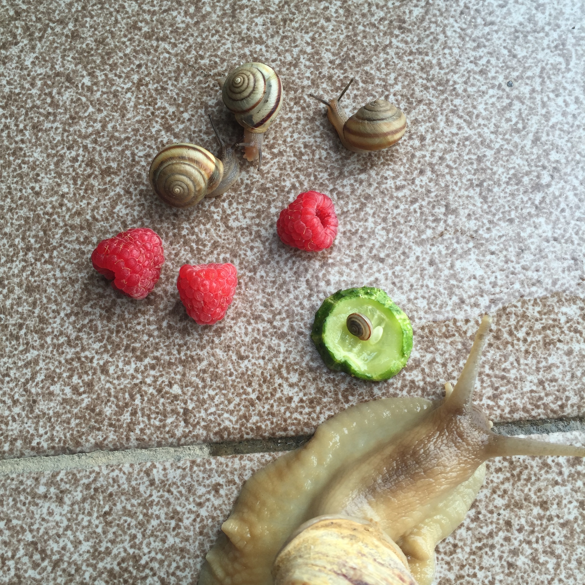 Reply to the post “Snail Party” - My, Snail, Food, Party, Reply to post