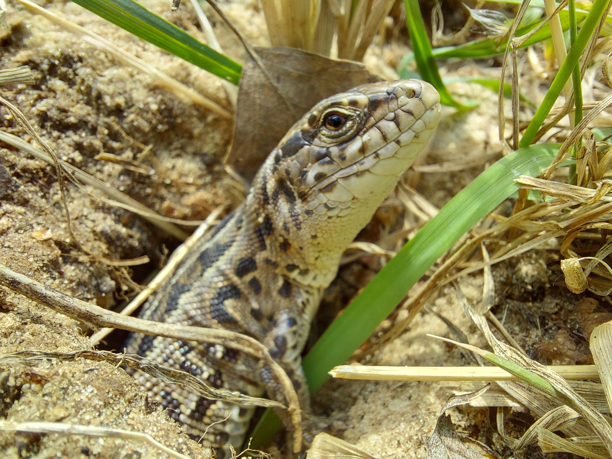 Good morning! - My, Beginning photographer, Macro photography, Mobile photography, Dacha, Lizard