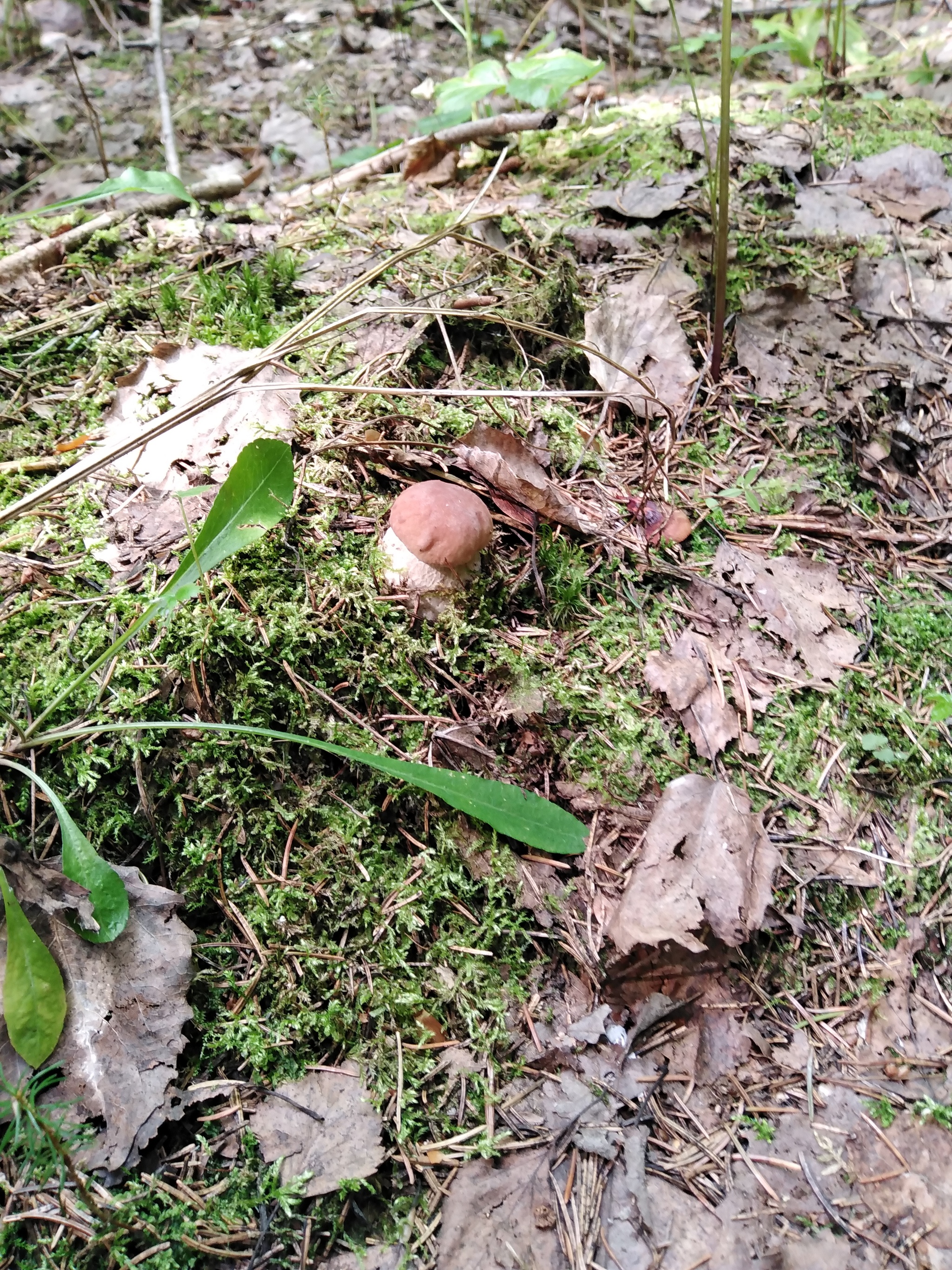 Last year's mushroom hunt - My, Nature, Mushrooms, Mushroom pickers, Longpost