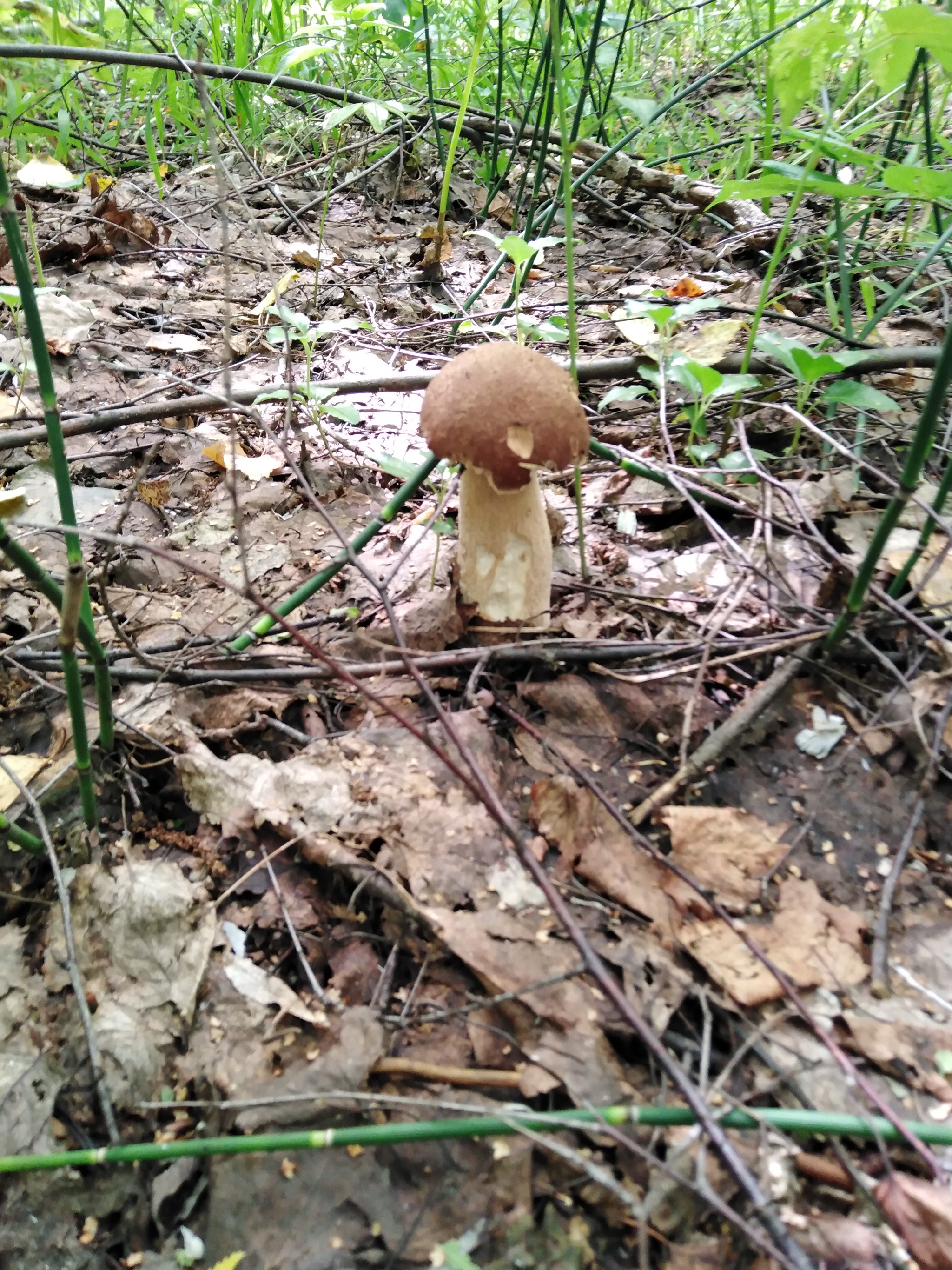 Last year's mushroom hunt - My, Nature, Mushrooms, Mushroom pickers, Longpost