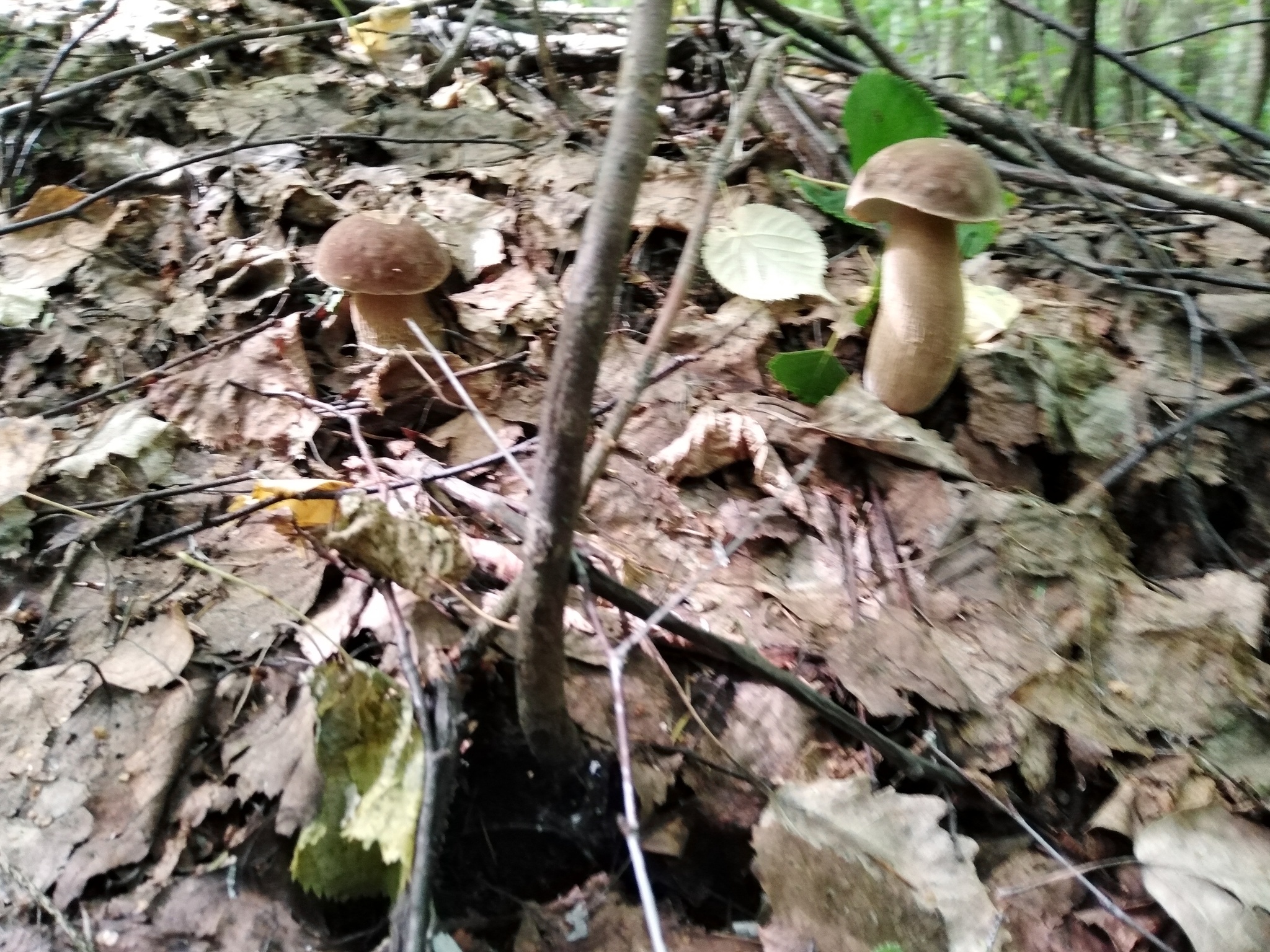 Last year's mushroom hunt - My, Nature, Mushrooms, Mushroom pickers, Longpost