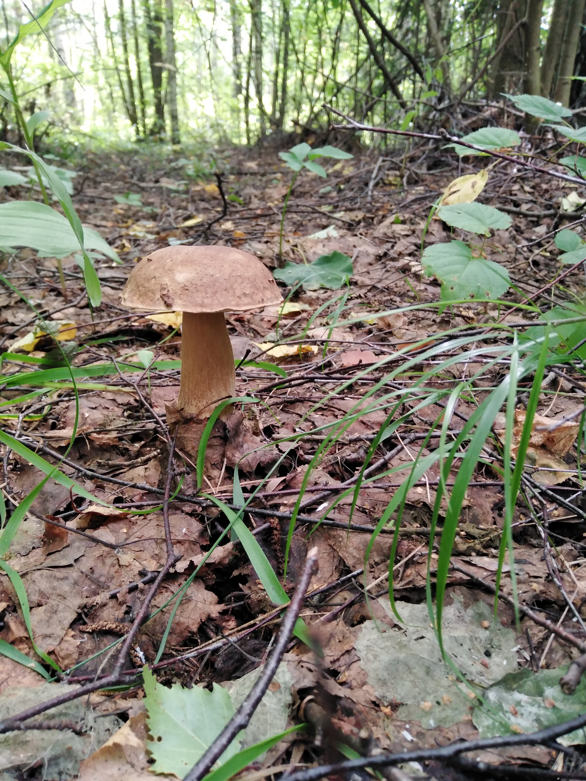 Last year's mushroom hunt - My, Nature, Mushrooms, Mushroom pickers, Longpost