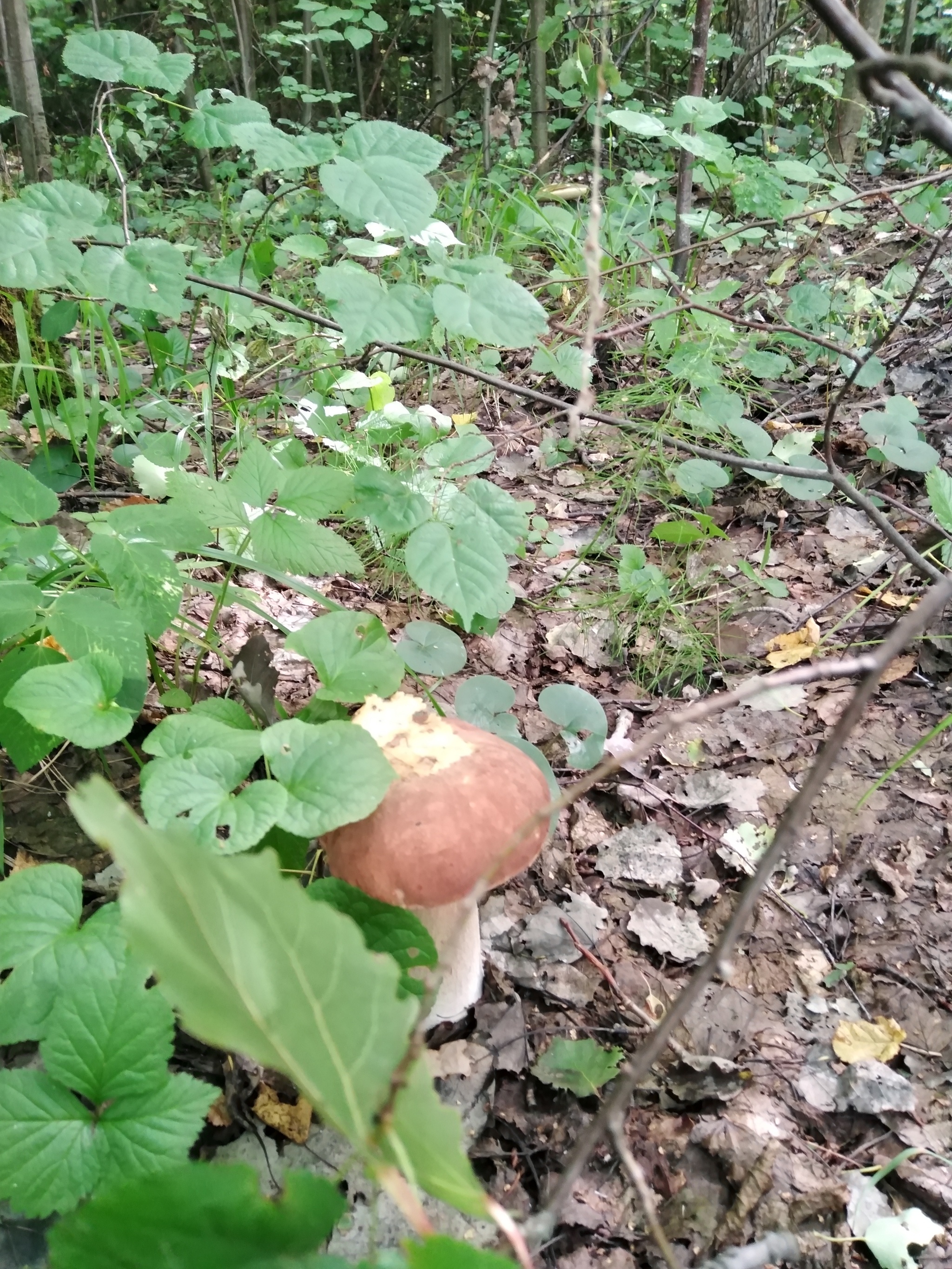 Last year's mushroom hunt - My, Nature, Mushrooms, Mushroom pickers, Longpost