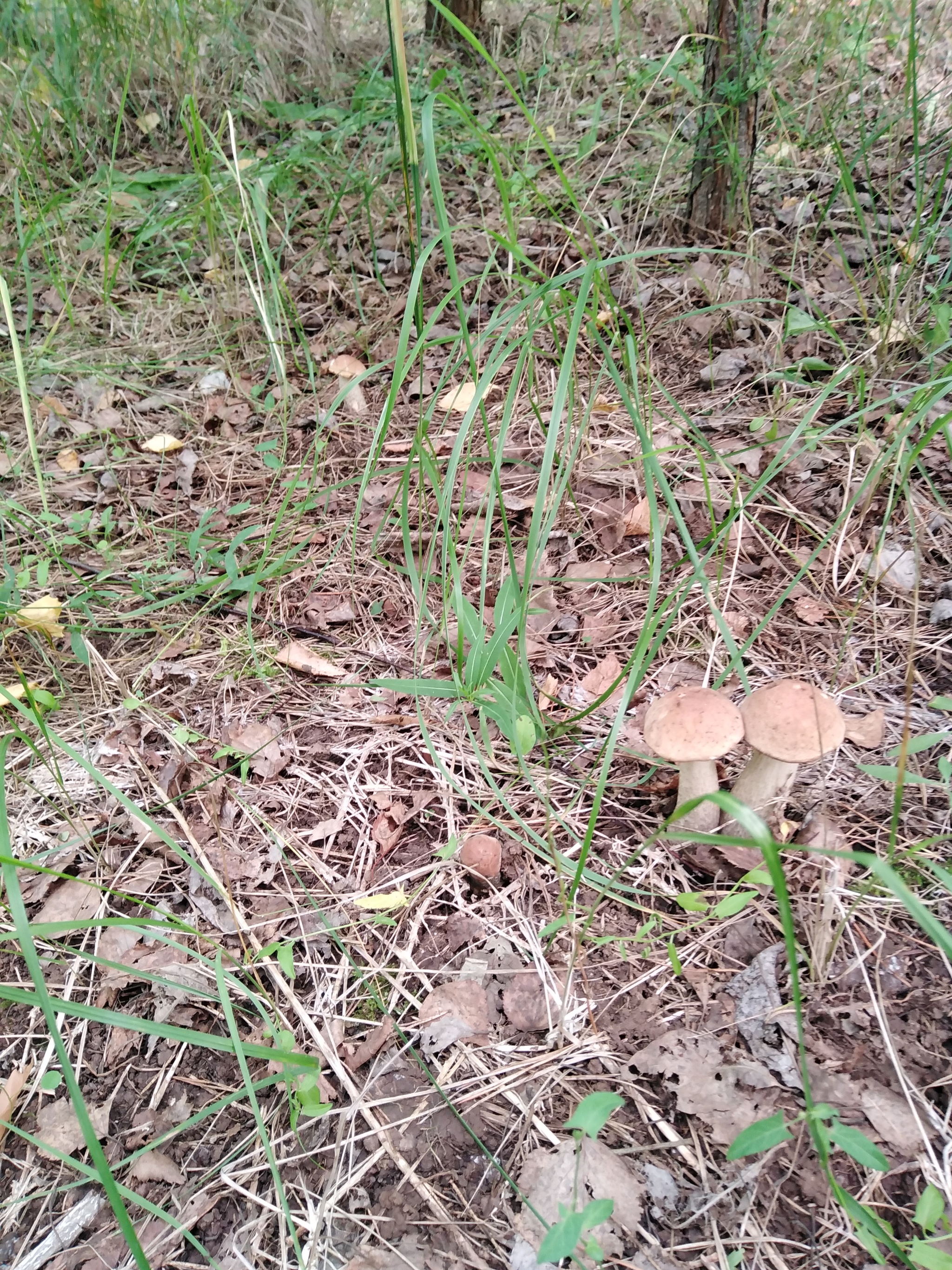 Last year's mushroom hunt - My, Nature, Mushrooms, Mushroom pickers, Longpost