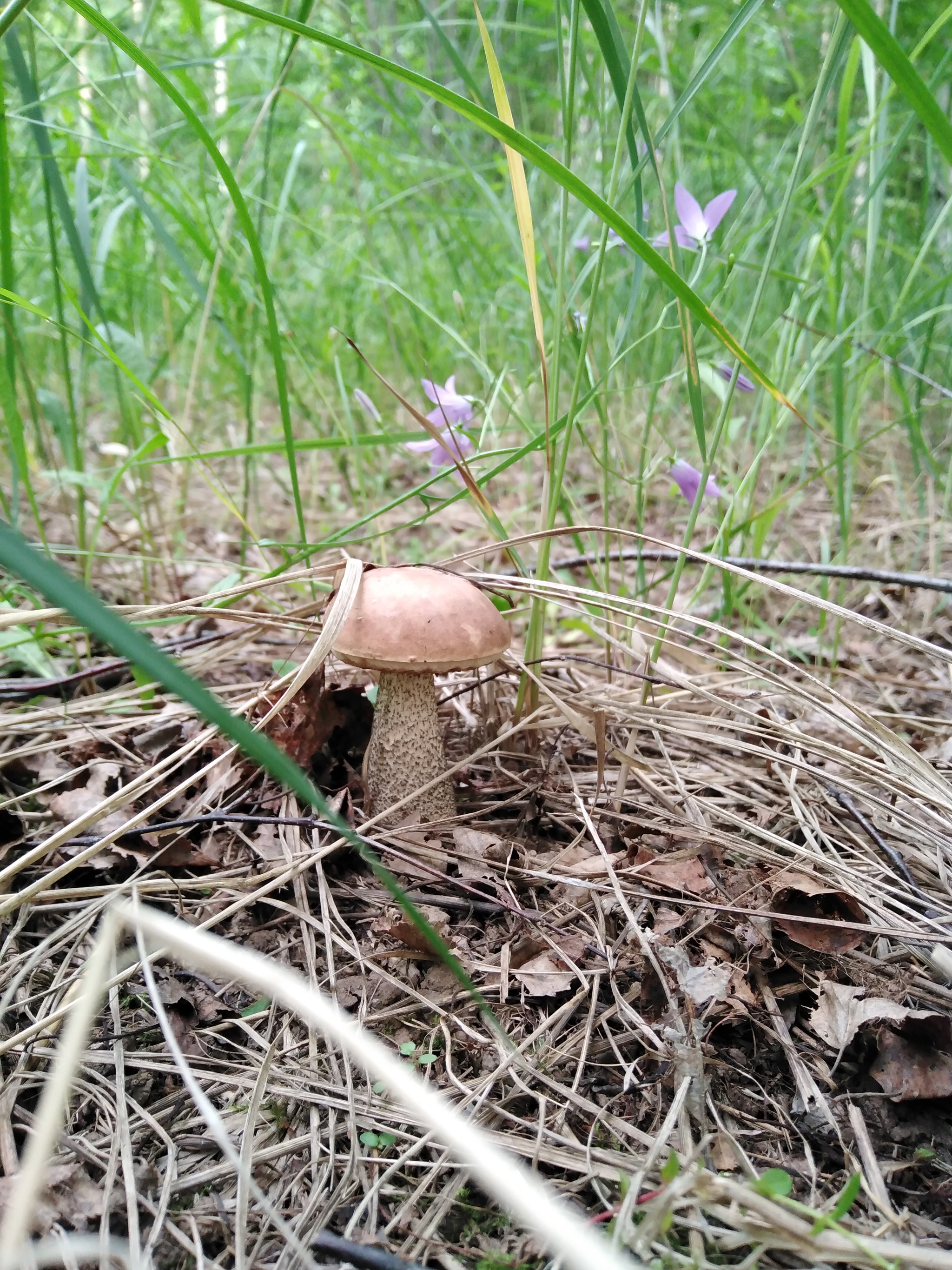 Last year's mushroom hunt - My, Nature, Mushrooms, Mushroom pickers, Longpost