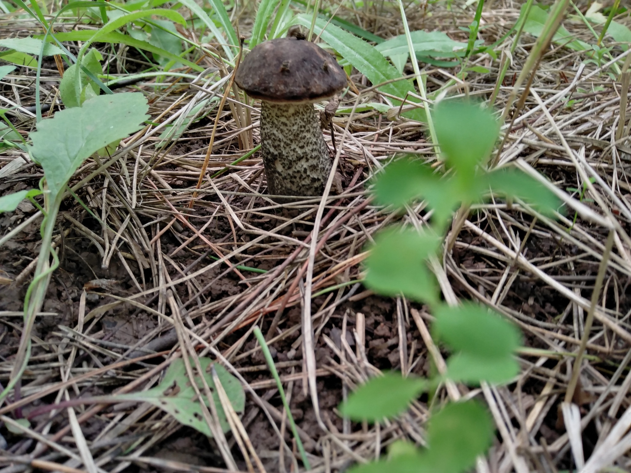 Last year's mushroom hunt - My, Nature, Mushrooms, Mushroom pickers, Longpost